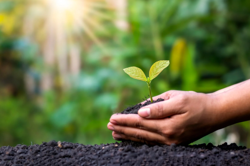 Hands nurturing a young plant, symbolising evergreen marketing soft skills