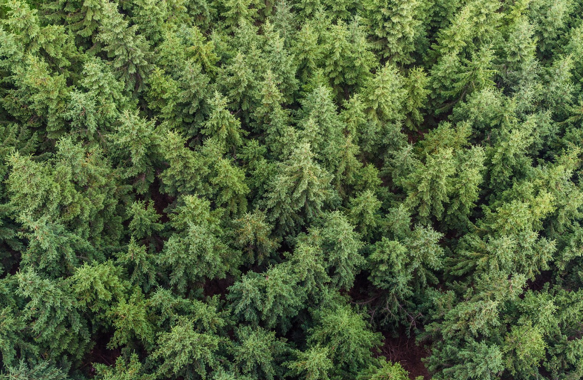 Evergreen Trees